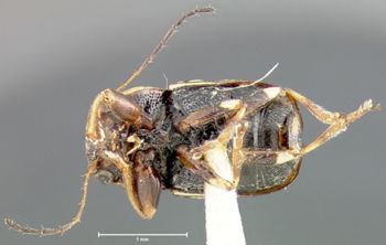 Media type: image;   Entomology 24955 Aspect: habitus ventral view